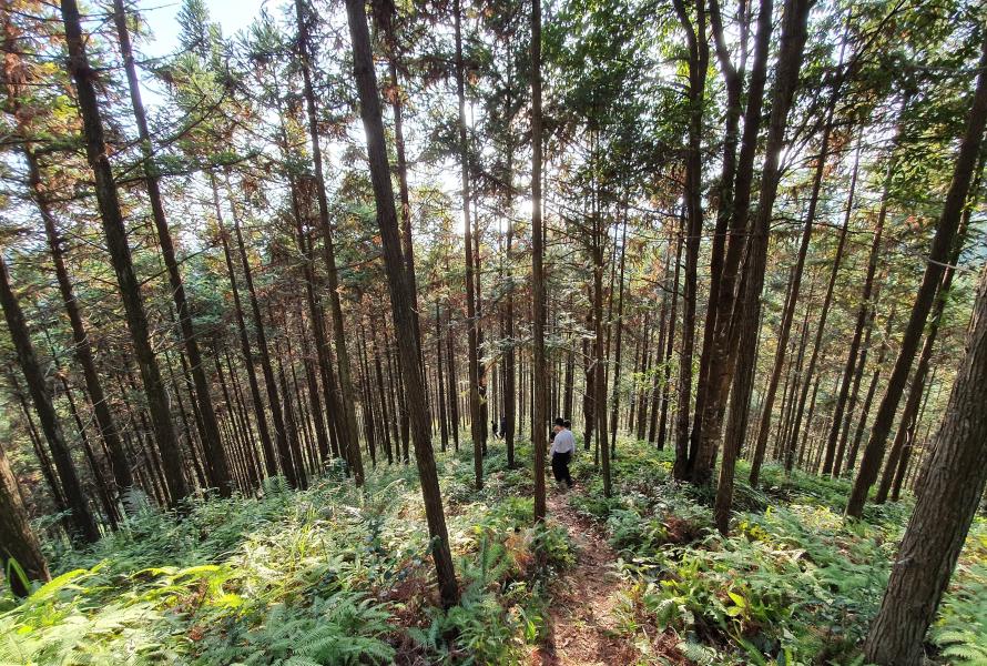 Sustainability and Climate Change - Understanding Directors’ Duties